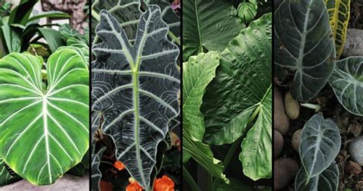 What plants grow well with elephant ears?