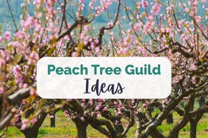 What plants grow well with peach trees?
