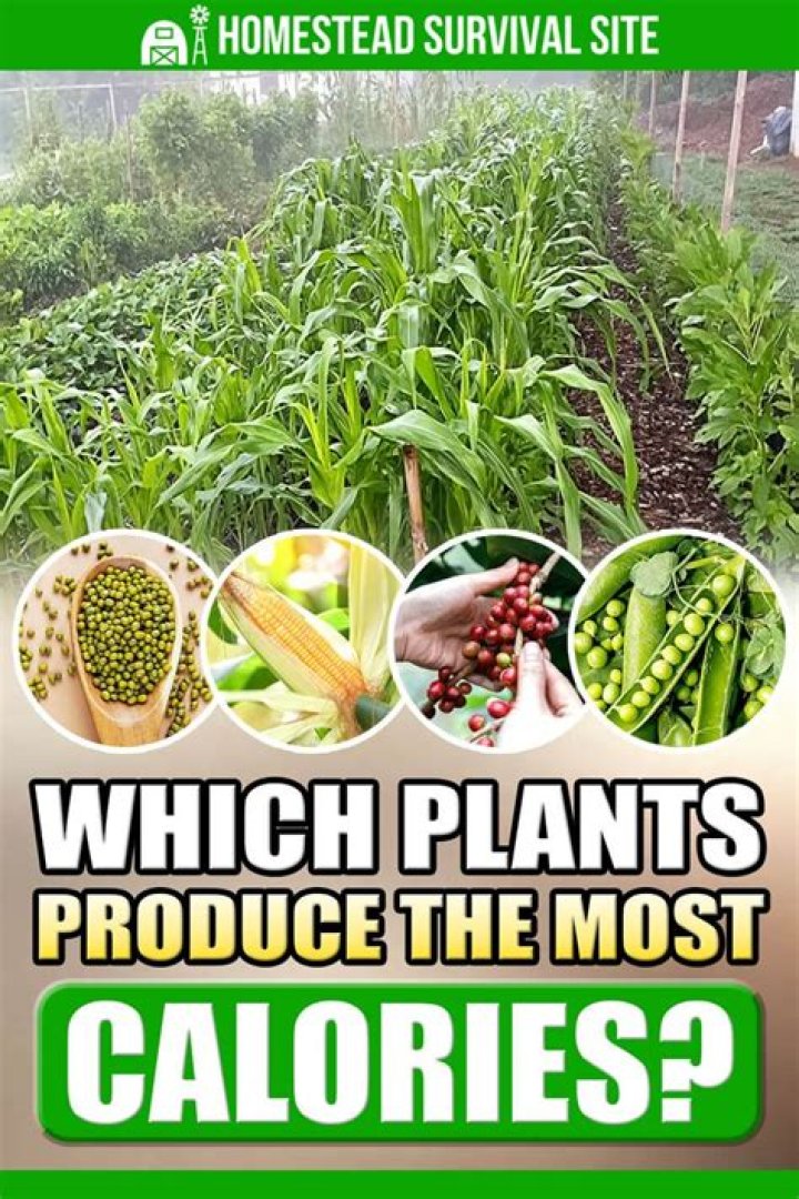 What plants produce the most food?