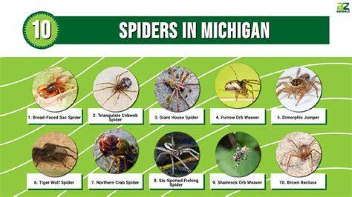 What poisonous spiders live in Michigan?