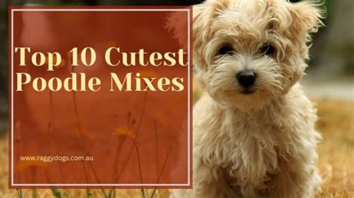 What poodle mix is best?