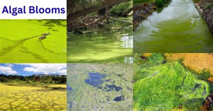 What problems do algal blooms cause in ponds and lakes?