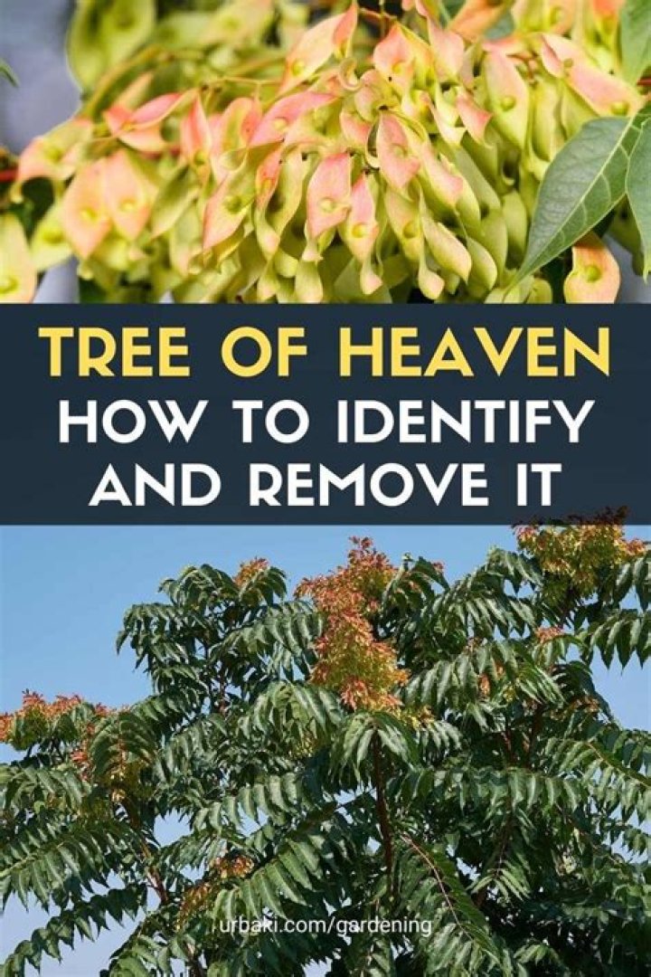 What problems does the tree of heaven cause?