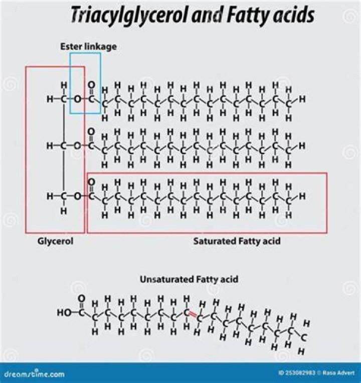 What process is used to put the fatty acid chain on a glycerol molecule?