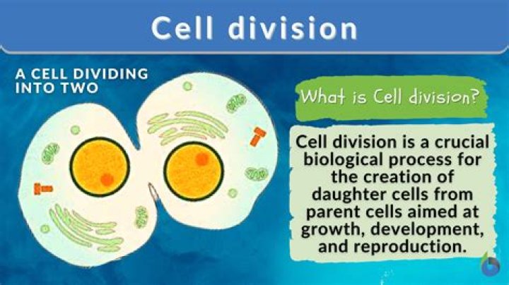 What process of cell division in eukaryotes is most similar to cell division in prokaryotes?