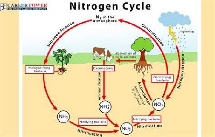 What role do plants play in the nitrogen cycle?