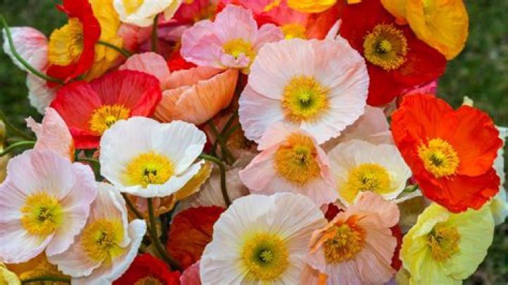 What season are poppies in bloom?