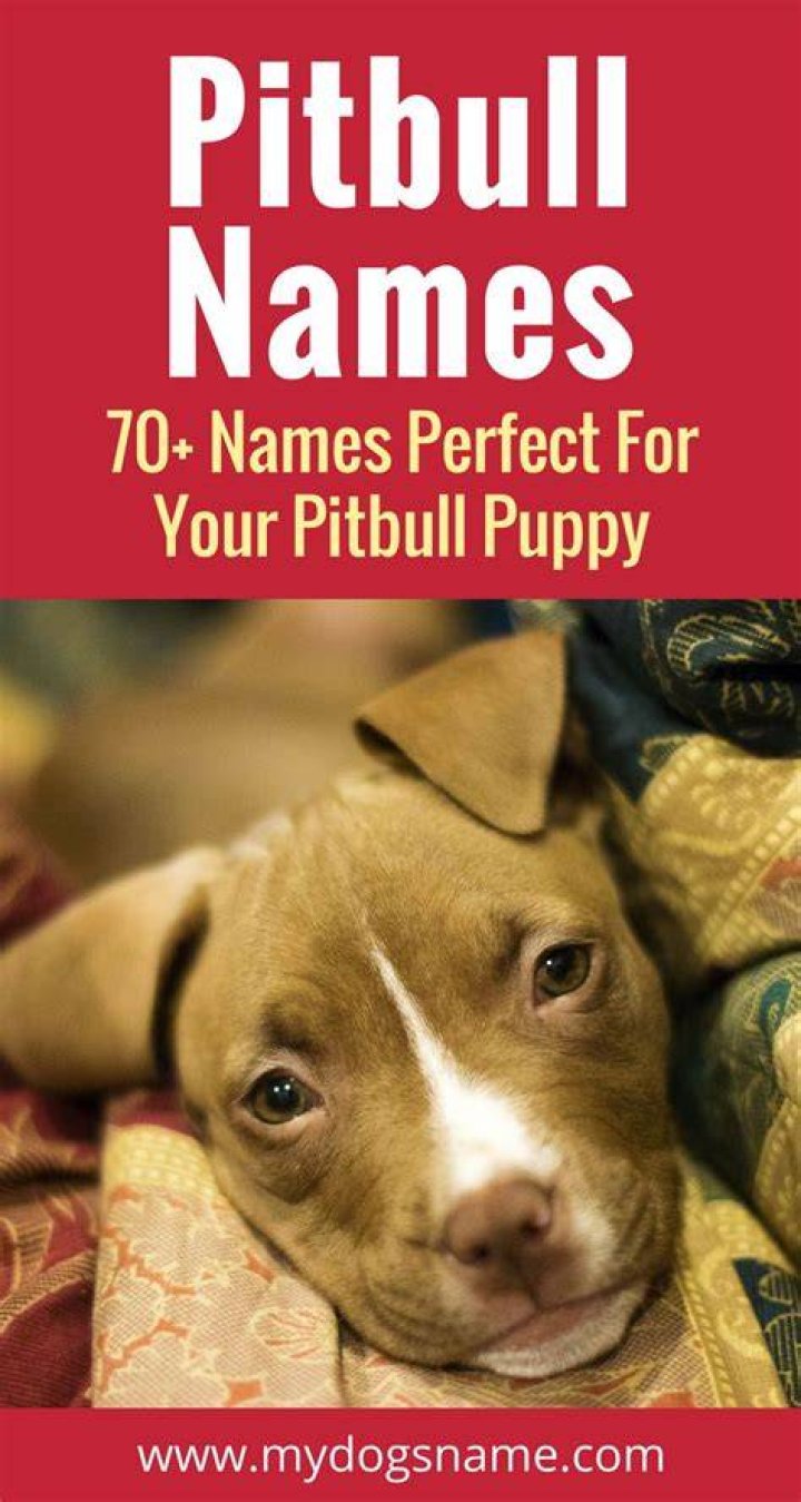What should I name my pitbull puppy?