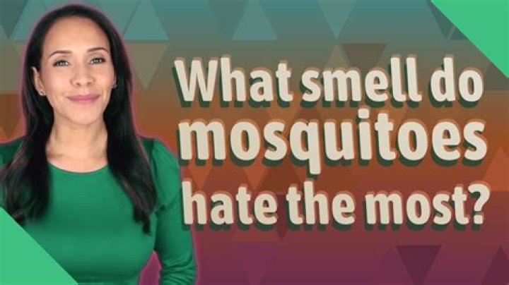 What smell do mosquitoes hate the most?