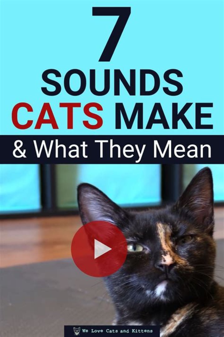What sound a cat makes?