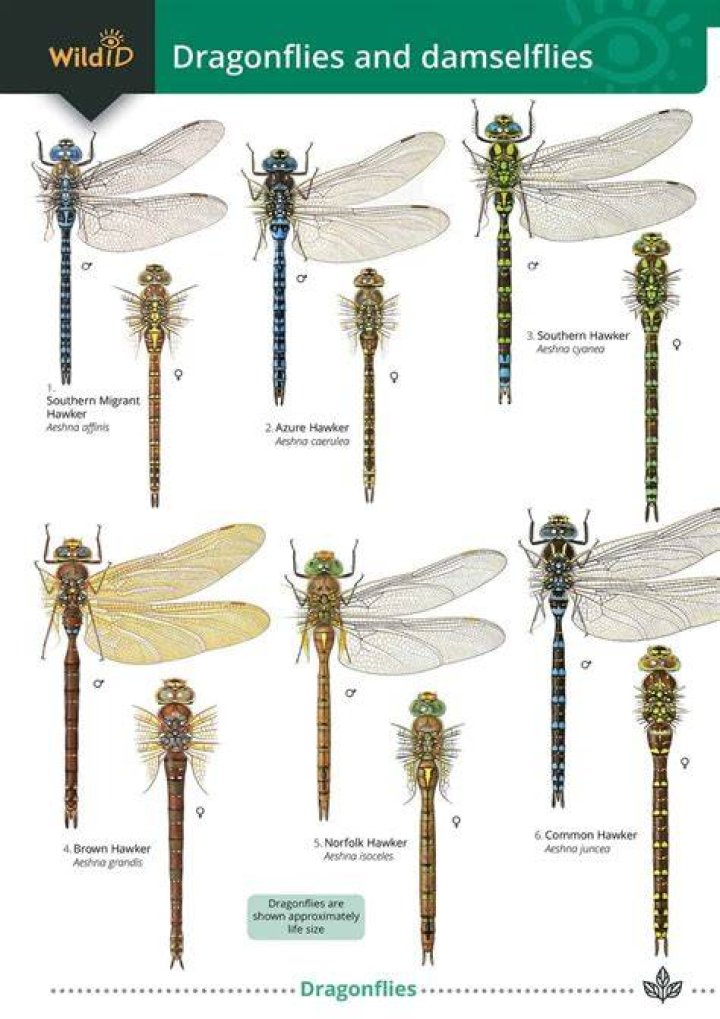 What species are dragonflies most closely related to?