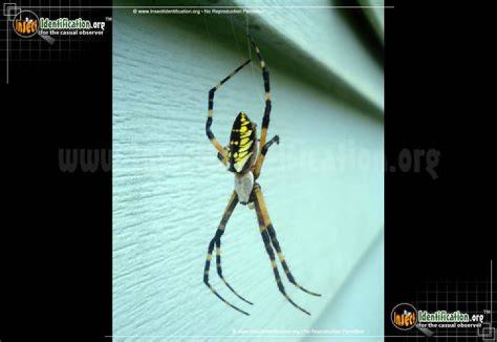 What spider is black with yellow spots on its back?