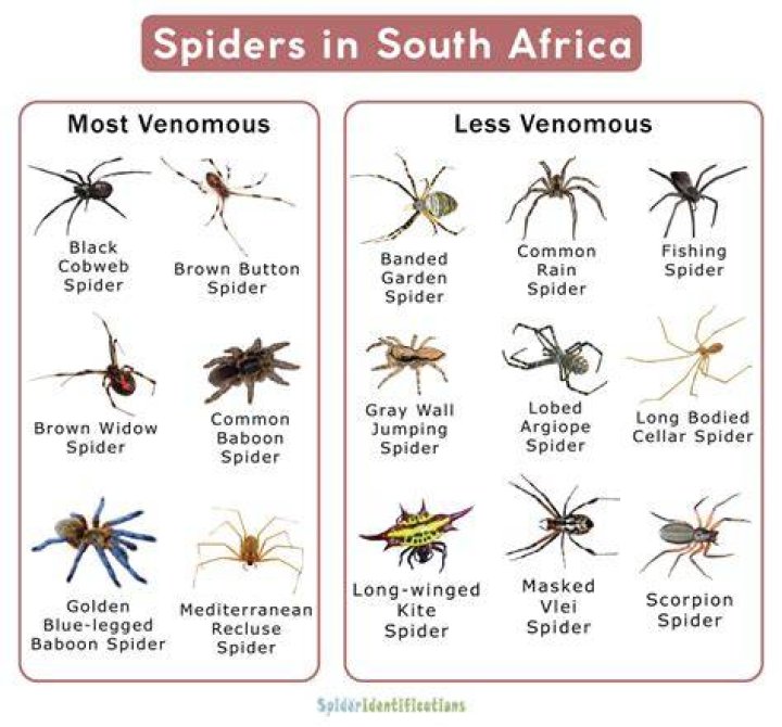 What spiders are poisonous in South Africa?