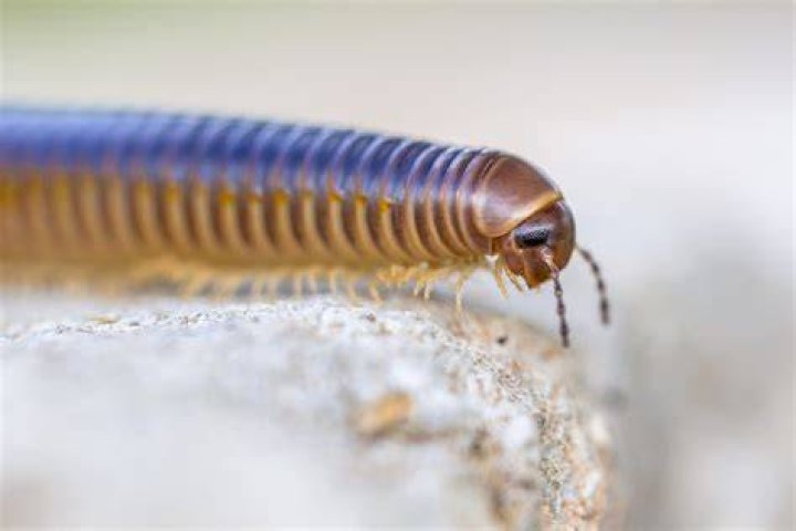 What spray kills millipedes? | ContextResponse.com