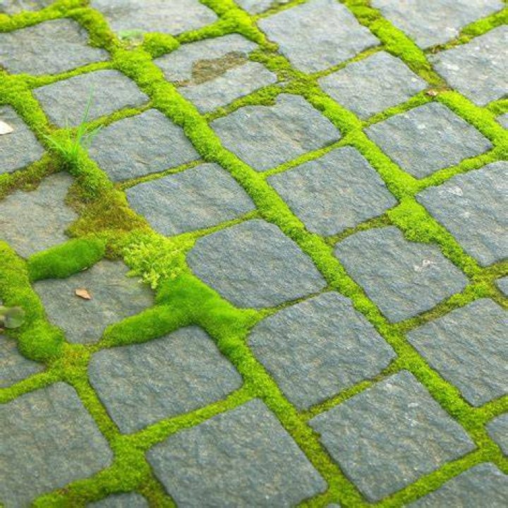 What stops moss growing on paths?