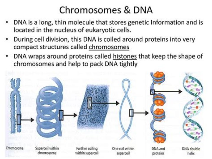 What stores chromosomes and DNA?