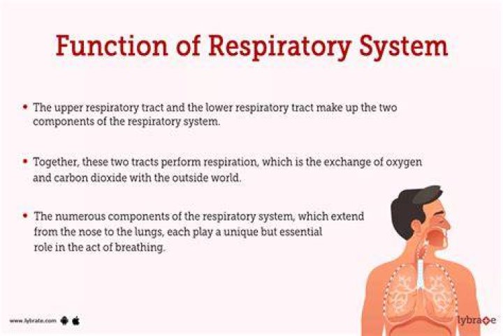 What system does the respiratory system distribute oxygen to the body?