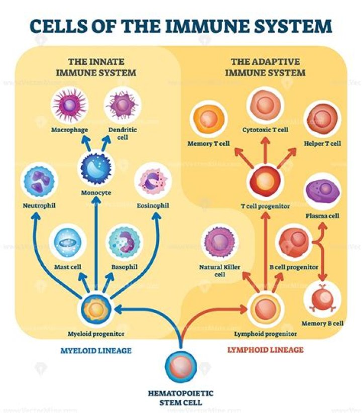 What system houses cells involved in body immunity?