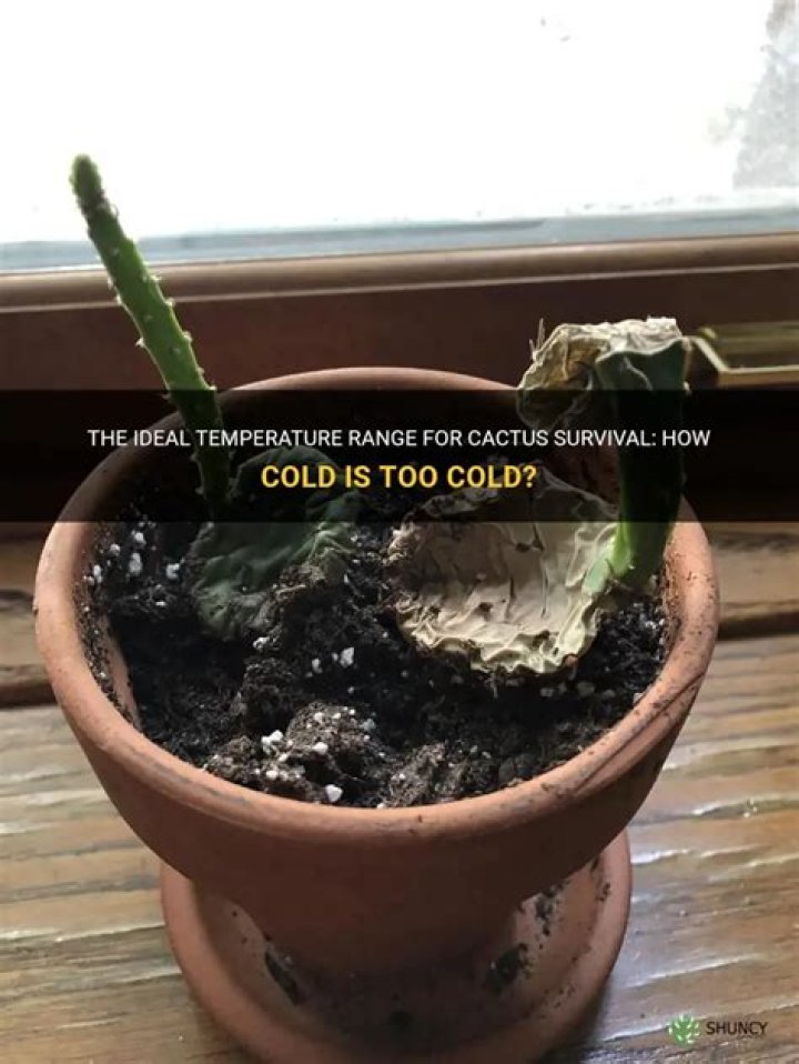 What temperature is too cold for Christmas cactus?