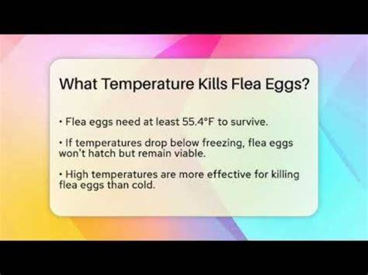 What temperature kills fleas?