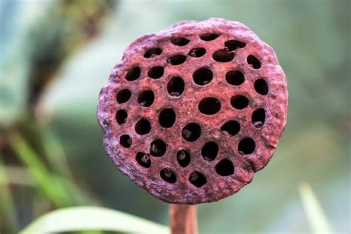 What things have holes?