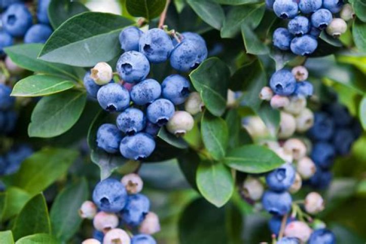 What time of the year do you plant blueberries?