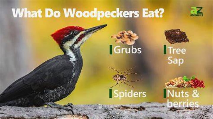 What time of year do pileated woodpeckers lay eggs?