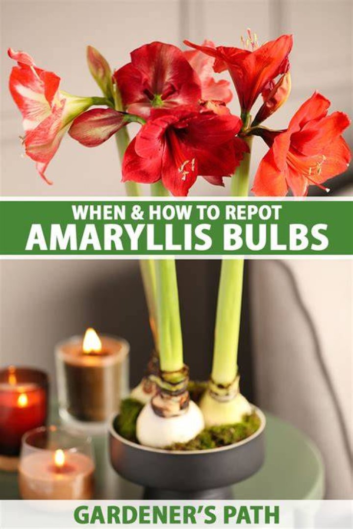 What time of year do you transplant amaryllis?