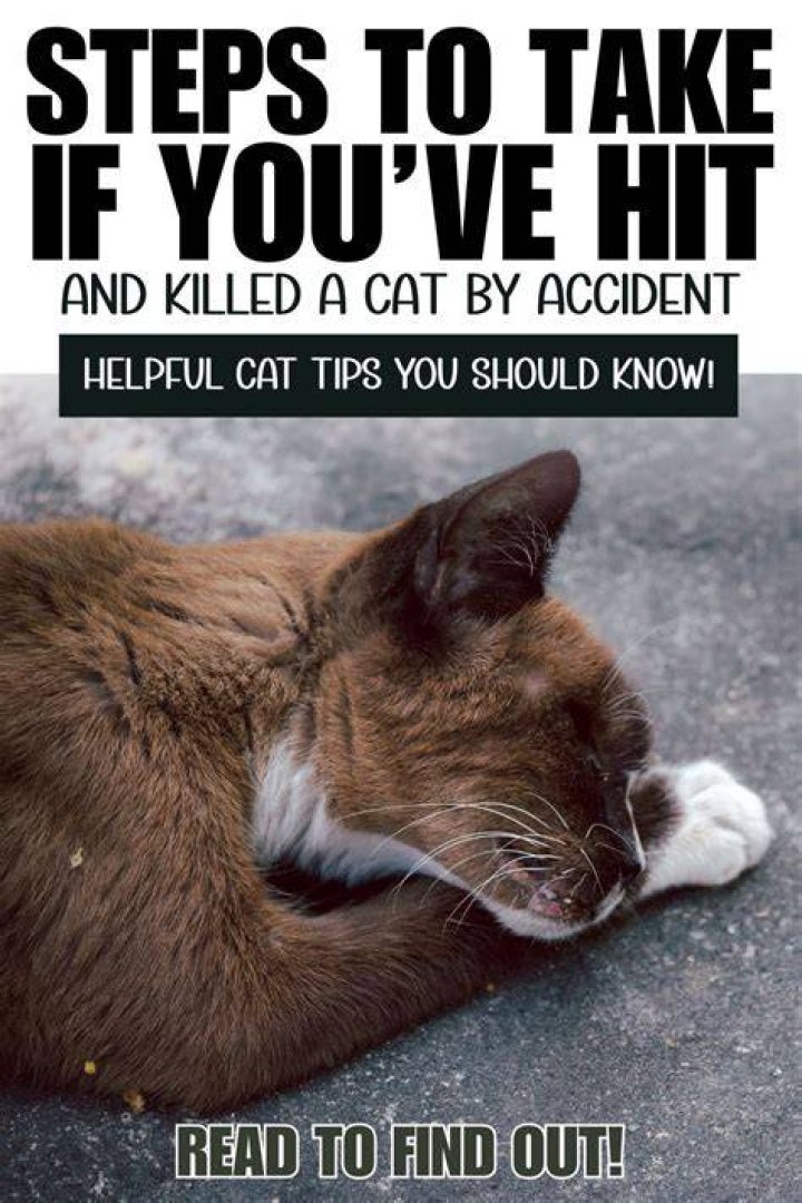 What to do if you accidentally hit a cat?