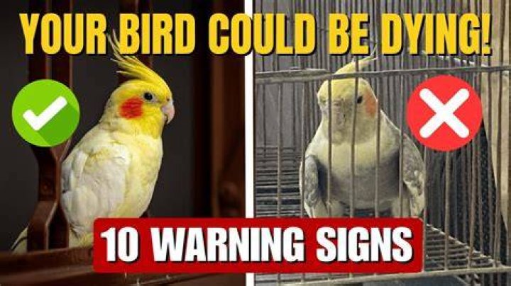 What to do if your cockatiel is bleeding?