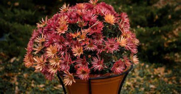 What to do with potted mums after blooming?