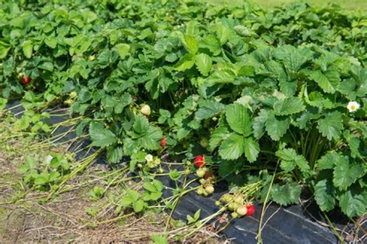 What to do with runners on strawberries?