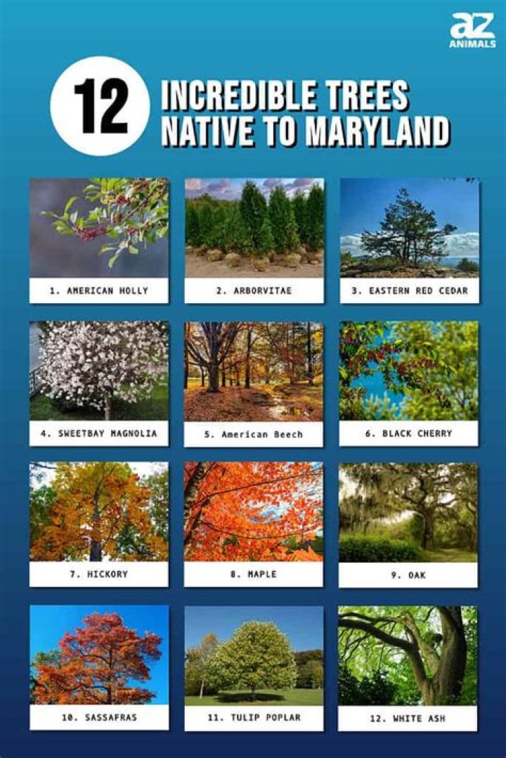 What trees grow in Maryland?