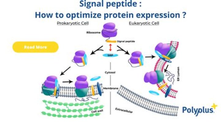 What tube does AC peptide go in?