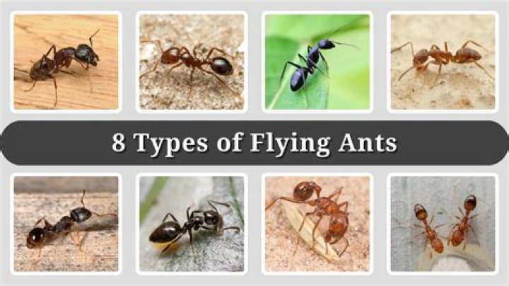 What type of ants are flying ants?