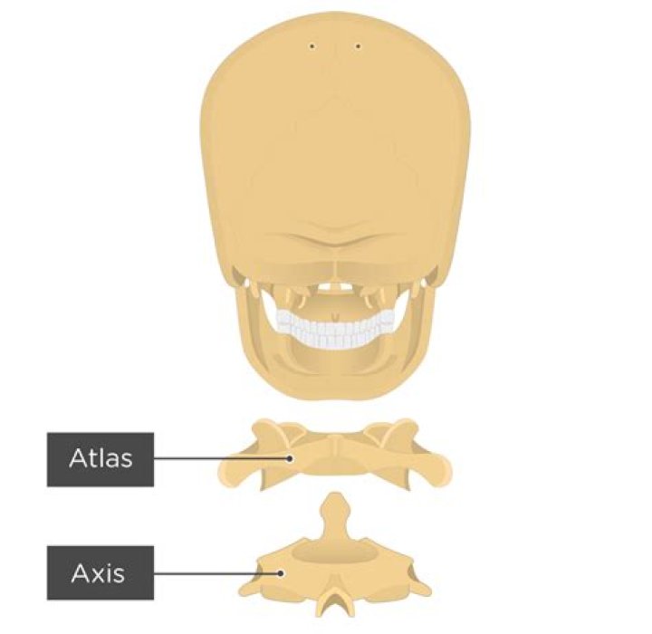 What type of bone is the Atlas bone?