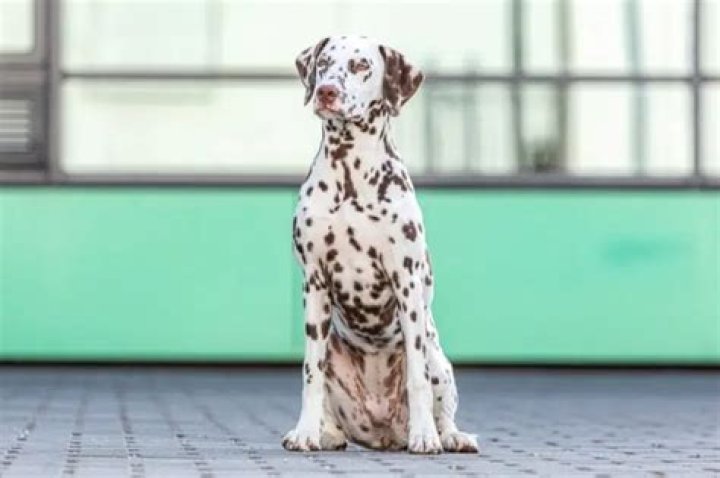What type of coat does a Dalmatian have?