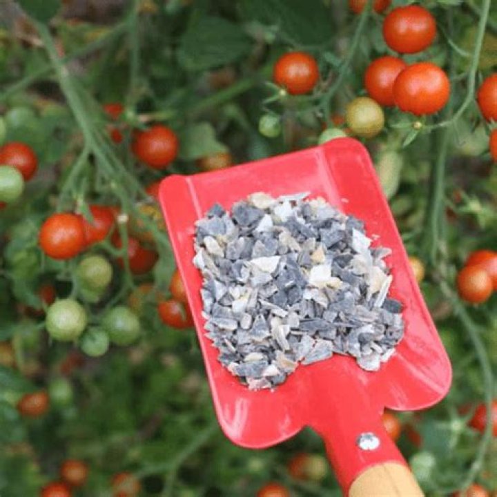 What type of fertilizer is best for tomatoes?