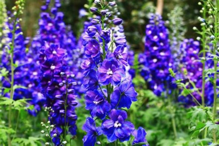 What type of flower is a Larkspur?