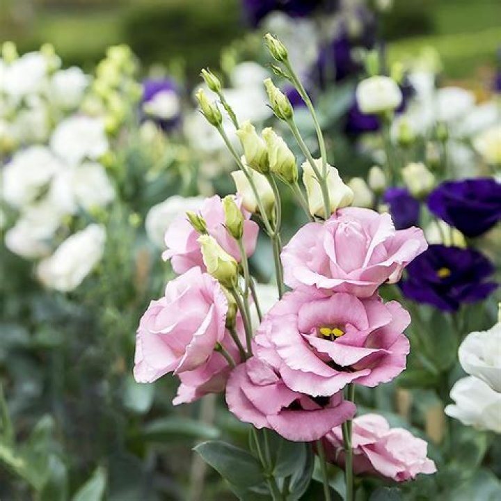What type of flower is lisianthus?