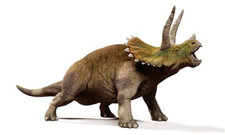 What type of food did the Triceratops eat?