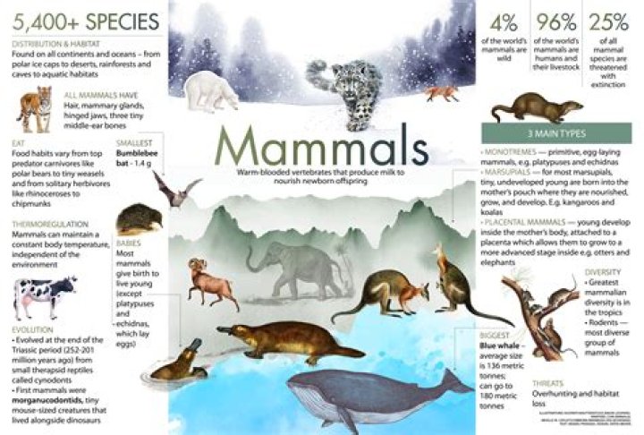 What type of mammals are dolphins?