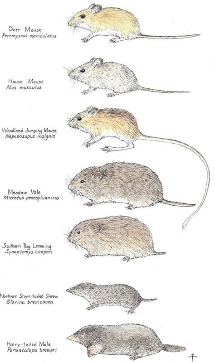 What type of mice live in the desert?