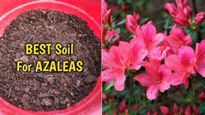 What type of soil does azaleas like?