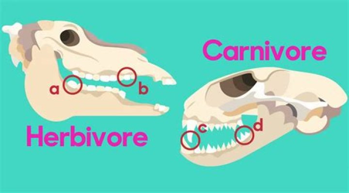 What type of teeth does herbivores have?