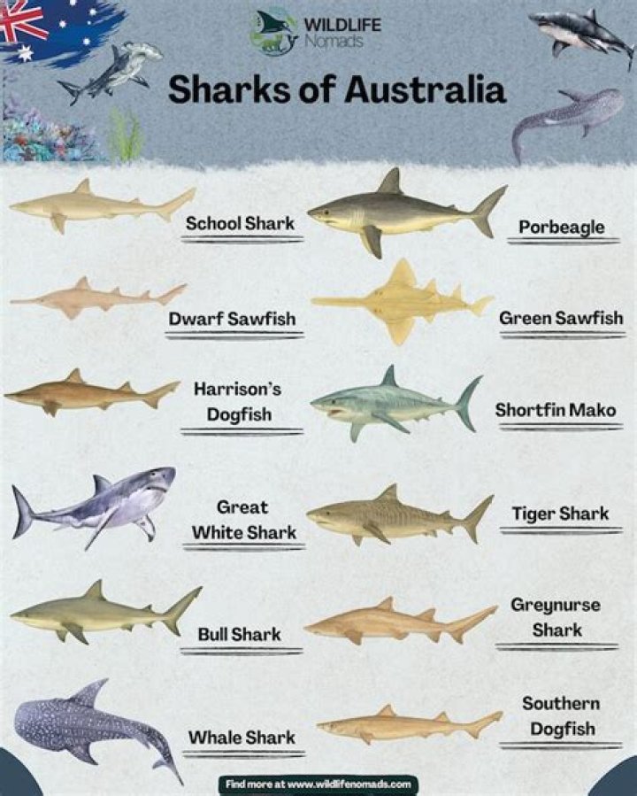 What types of shark are good to eat?