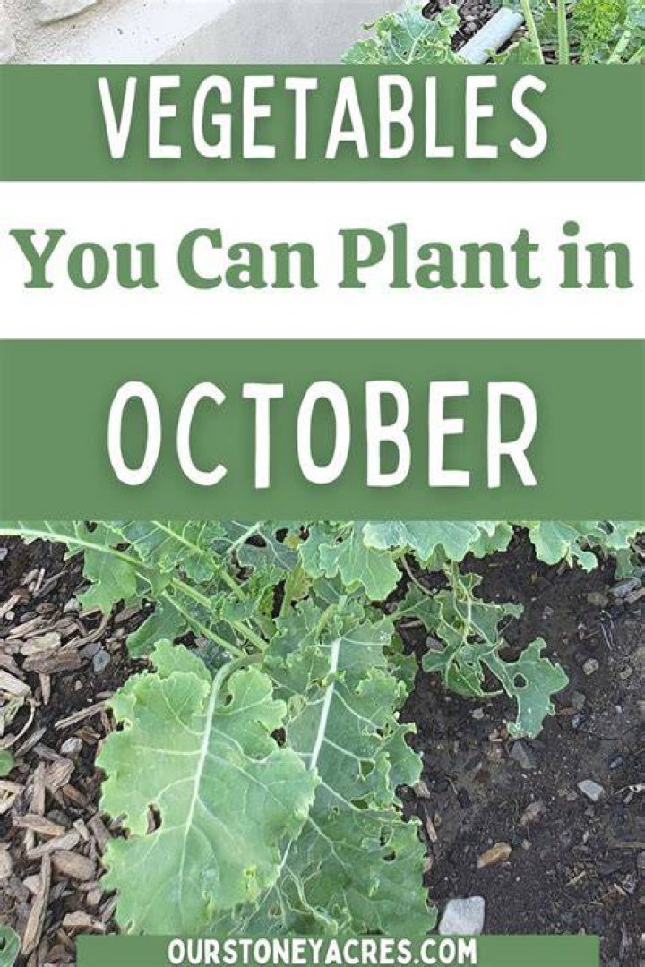 What vegetables can you plant in October in UK?