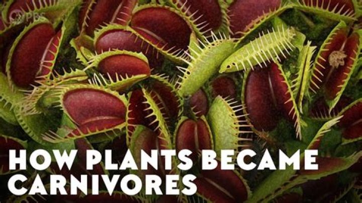 What was the first carnivorous plant?