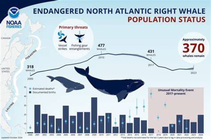 What whales are off the coast of Florida?