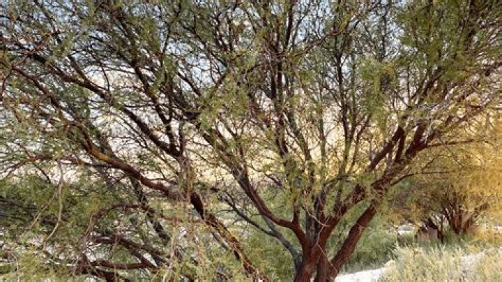 What will kill mesquite trees?